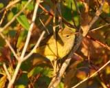 common yellow-throat warbler.jpg