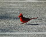 Cardinal 2.jpg