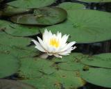 lily pond flower.jpg