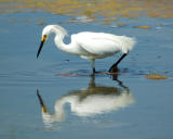 snowy egret 2006_0701Image0023.jpg