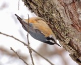 red breasted nuthatch Image0046.jpg