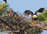 The female eagle works on the nest, too.