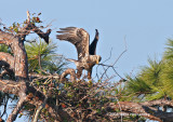 The immature male eagle adds another branch to the nest.
