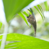 Humming bird in nest