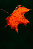 Autumn acer leaf
