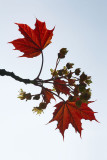 Spring Acer leaves