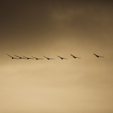 Bird in Flight