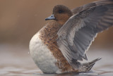 SMIENT wigeon