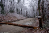 The Ice Storm of December, 2008