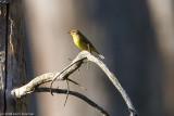 Palm Warbler - Heron Pond - April 19, 2008