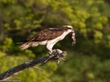 20090508_Nashua-NH_0075