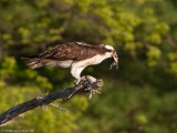 20090508_Nashua-NH_0076