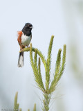 Eastern Towhee