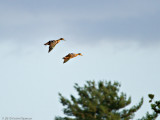 Mallards