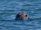 Gray Seal (f)