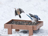 Red-bellied Woodpecker and Blue Jay