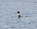 Red-breasted Merganser (m)