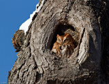 Eastern Screech-Owl (rufous morph)