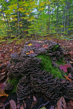 Fungus