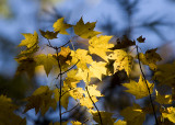 Fall Leaves