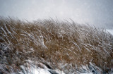 Dune Grass, Snowstorm