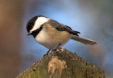 Chickadee