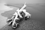 Snow, Driftwood
