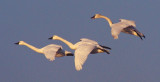 Tundra Swans