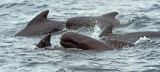 Pilot Whales