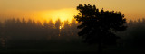 Pines, Fog