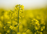 Canola