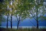 Shoreline Birches