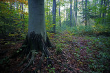 Autumn Forest