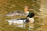 Mergansers