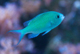 BlueGreen