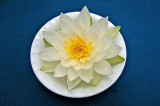 Water Lily