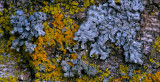 Tree Bark, Lichen