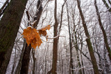 Winter Leaves