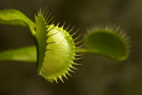 Venus Flytrap