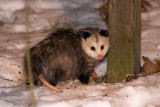 Opossum 2