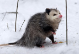 Sniffing Opossum