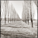 The Avenue #1