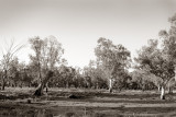 The Lagoon - Revisited