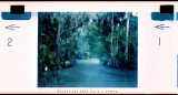 Holga Gator Swamp 2