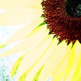 Sunflower Macro 2