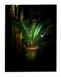 Sago Palm 5 - Garden Light<br><Font size=2><font color=orange>Polaroid</font color=orange>