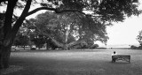 Dancing in the Park