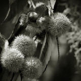Chinese Chestnut