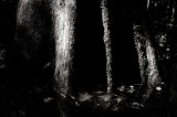 Deep in The Swamp II