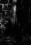 Deep in the Swamp V